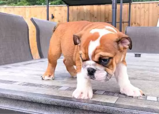 $ 250 Adorables cachorros de bulldog inglés para adopció